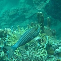 IMG_2084.JPG