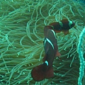 IMG_2064.JPG
