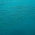 IMG_2211.JPG