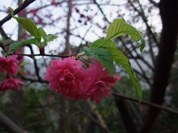 DSCF8031.JPG