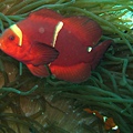 IMG_2161.JPG