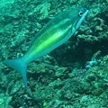 IMG_2075.JPG