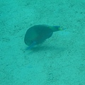 IMG_2005.JPG