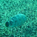 IMG_1977.JPG