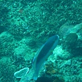 IMG_1972.JPG