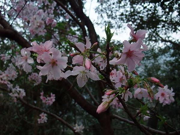 DSCF8070.JPG