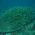 IMG_1879.JPG