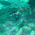 IMG_1979.JPG
