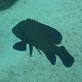 IMG_2006.JPG