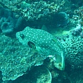 IMG_1980.JPG