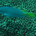 IMG_1944.JPG