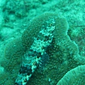IMG_2126.JPG