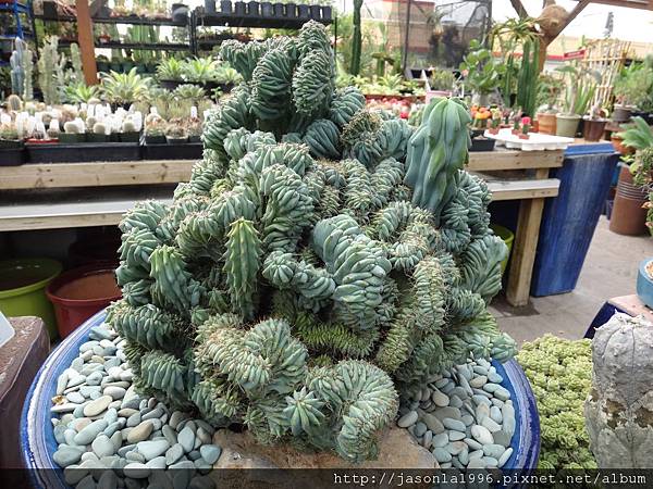 沙漠之花 牧童故事 痞客邦