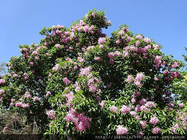 5月浪漫藍花楹 牧童故事 痞客邦