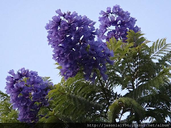 5月浪漫藍花楹 牧童故事 痞客邦