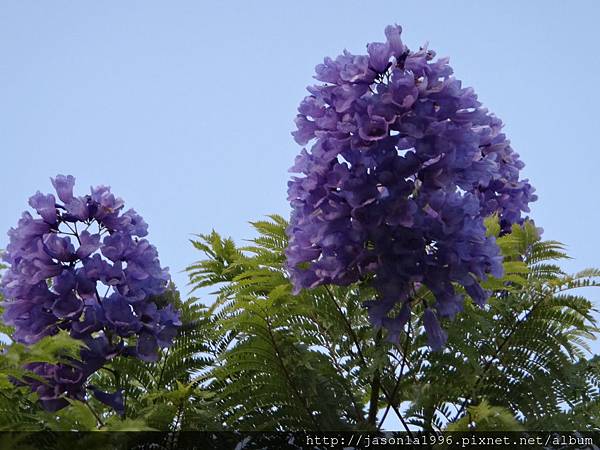 5月浪漫藍花楹 牧童故事 痞客邦