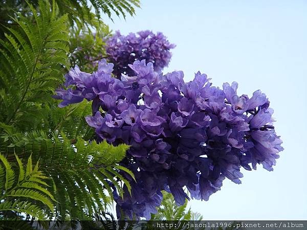 5月浪漫藍花楹 牧童故事 痞客邦