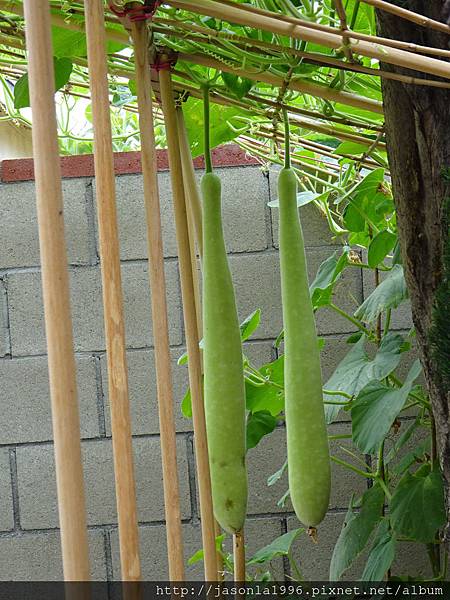瓠瓜 Opo Squash 可以刻畫的瓜 牧童故事 痞客邦