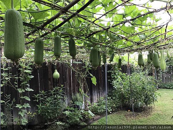 三瓜共棚樂一夏 牧童故事 痞客邦