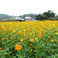 2011 Nov 苗栗銅鑼杭菊半日遊 (19).JPG