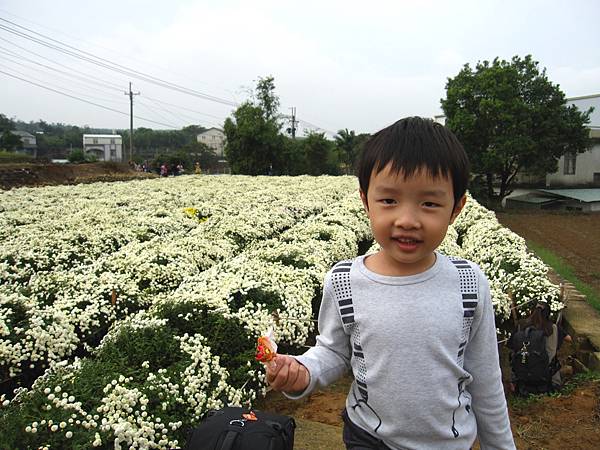 2011 Nov 苗栗銅鑼杭菊半日遊 (35).JPG