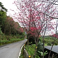 羅馬公路沿途櫻花.JPG