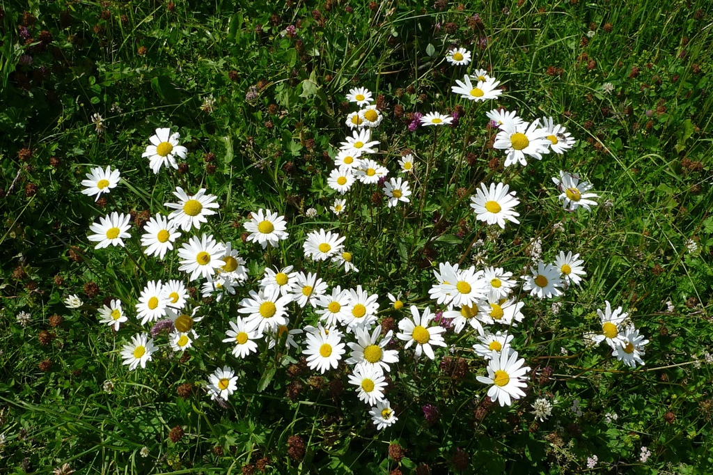 Dolomites(5) 草原仙境Alpe di Siusi Dolomites(5) 草原仙境Alpe di Siusi