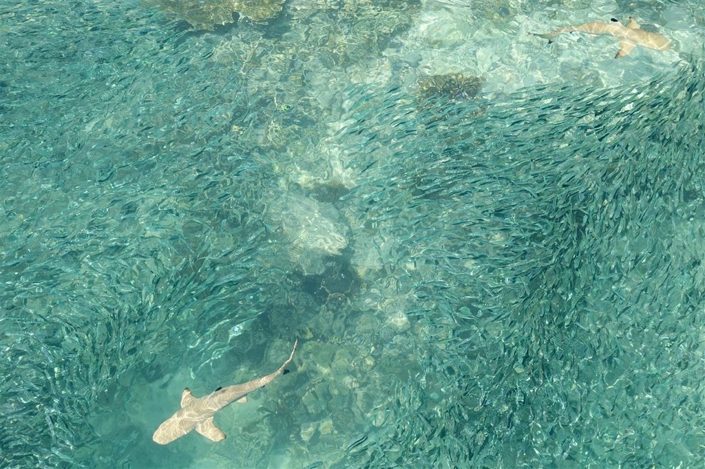 DSC02171.JPG DSC02171.JPG