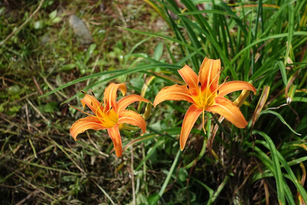 DSC08283.JPG DSC08283.JPG