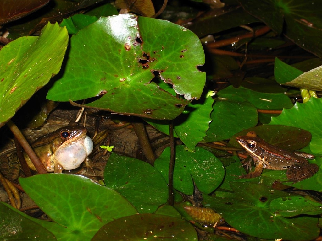 215_1520.JPG 215_1520.JPG