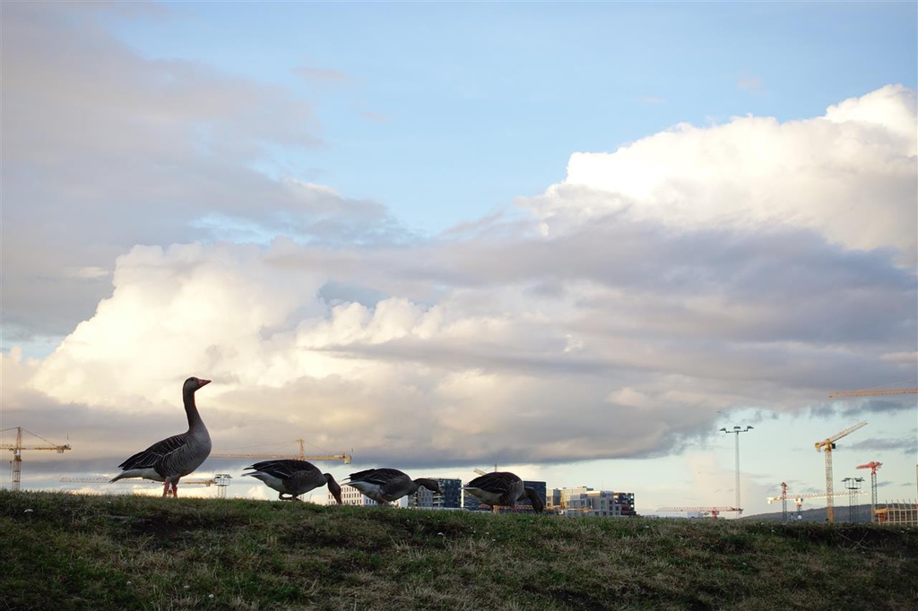 挪威(1) 羅浮敦、峽灣之旅精華篇 挪威(1) 羅浮敦、峽灣之旅精華篇