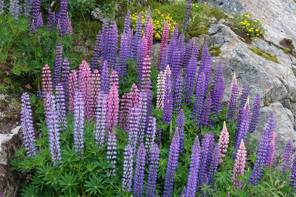 挪威(1) 羅浮敦、峽灣之旅精華篇 挪威(1) 羅浮敦、峽灣之旅精華篇