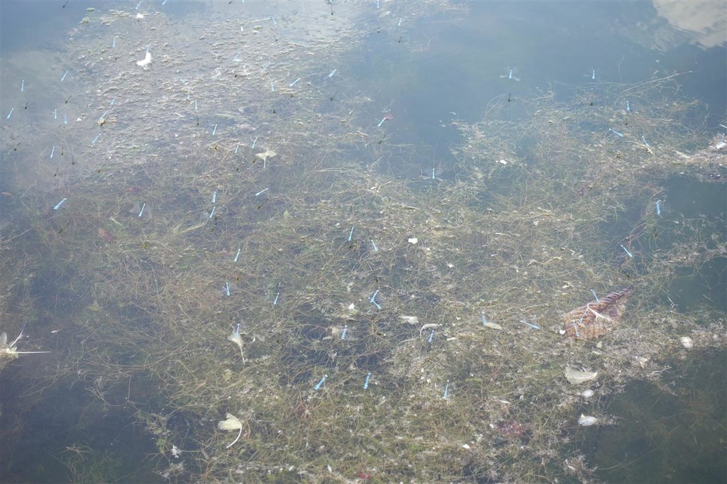 DSC03135.JPG DSC03135.JPG