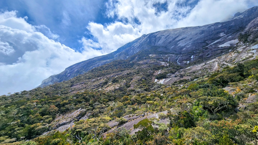 巨蜥,神山,大王花