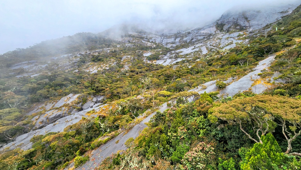 巨蜥,神山,大王花