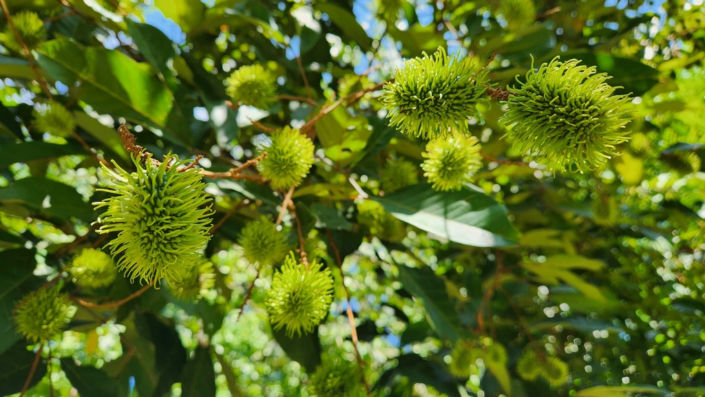 巨蜥,神山,大王花