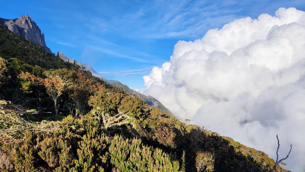 巨蜥,神山,大王花