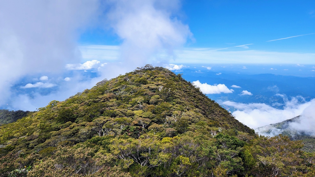 巨蜥,神山,大王花