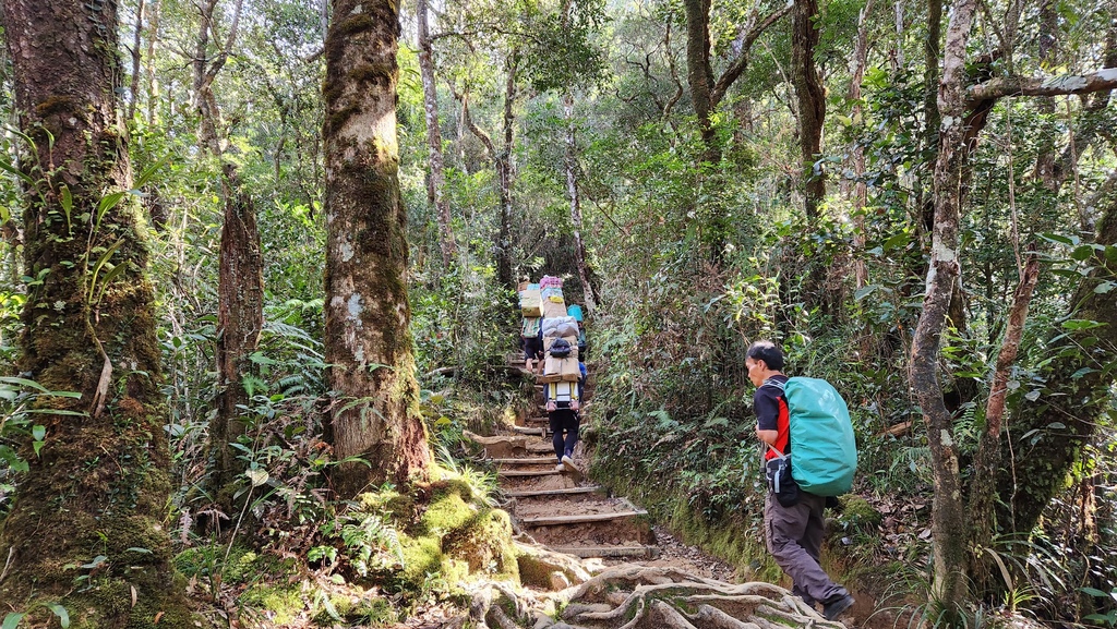 巨蜥,神山,大王花