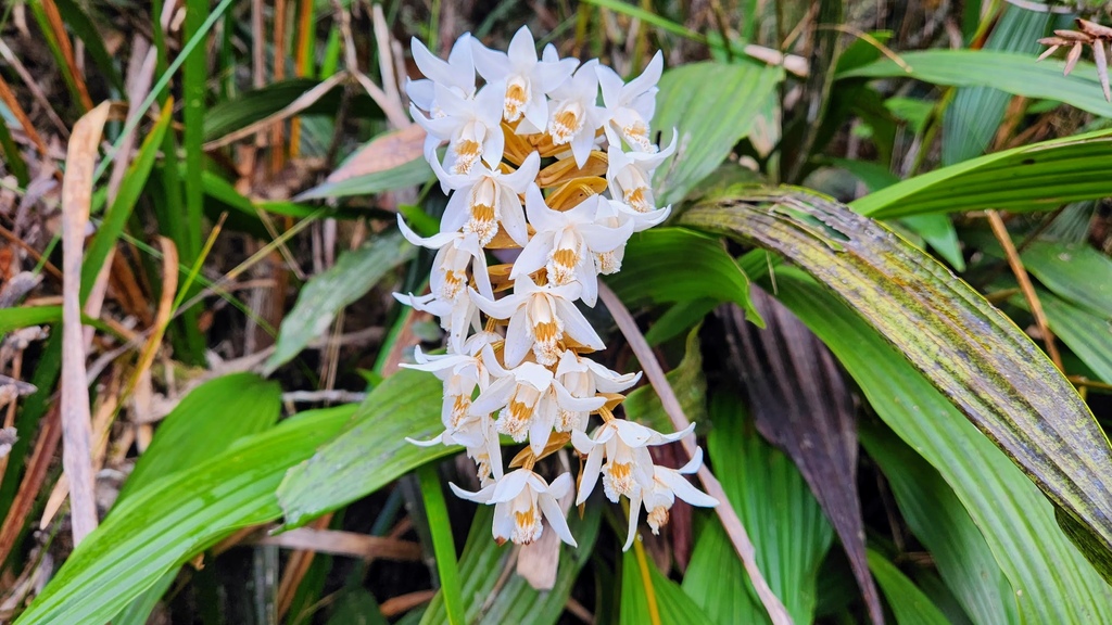 巨蜥.神山.大王花