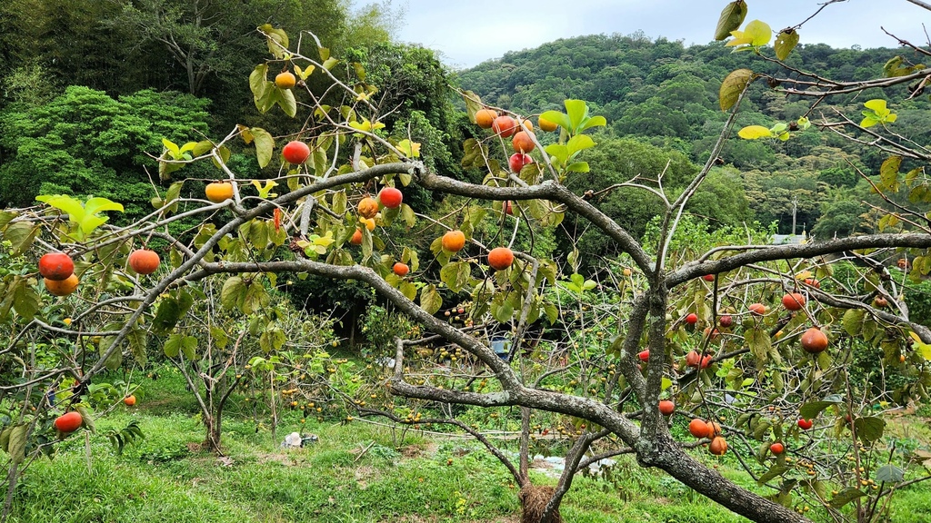 秋芒飛舞 好柿多