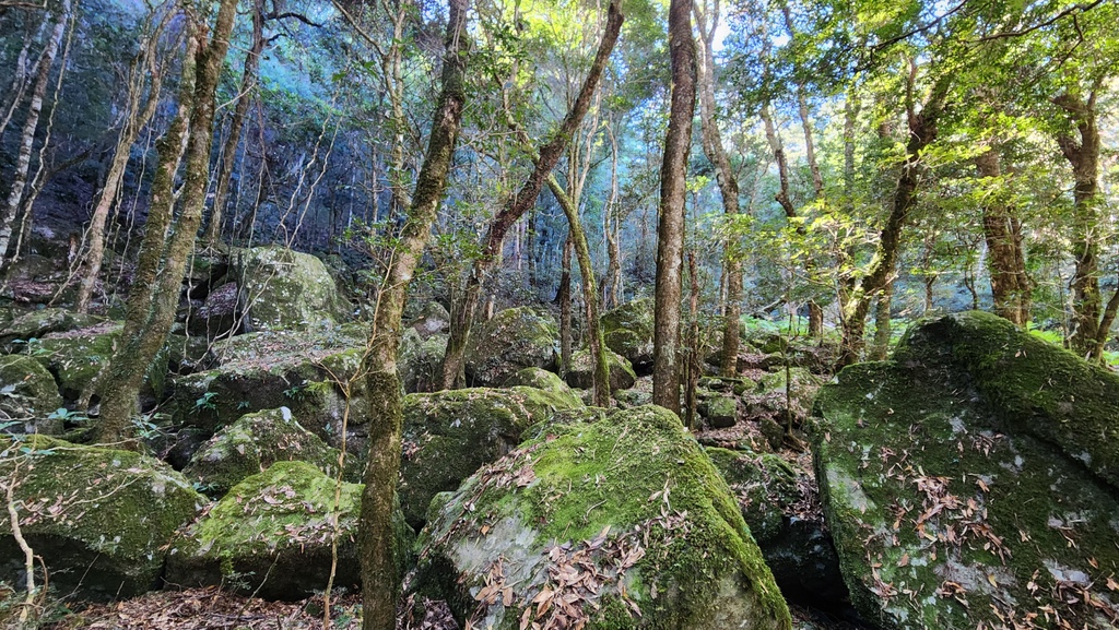 獨上鹿山 見神木