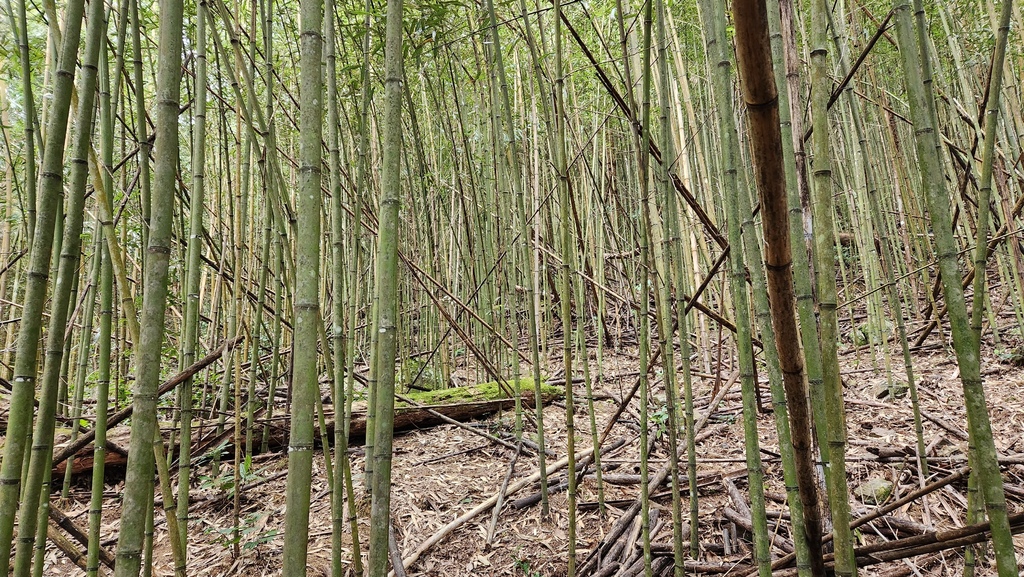 獨上鹿山 見神木