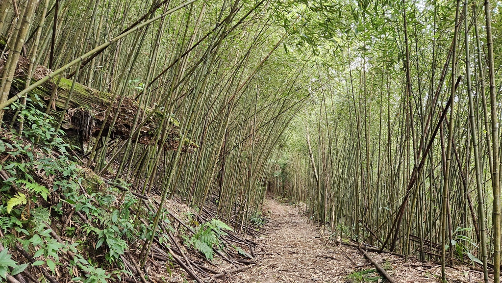 獨上鹿山 見神木