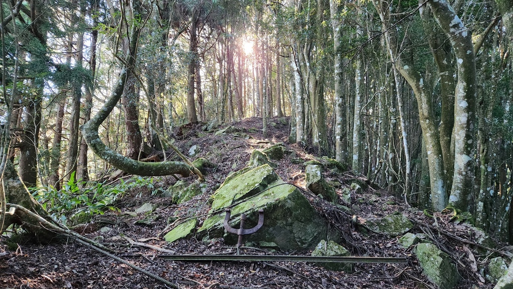 獨上鹿山 見神木