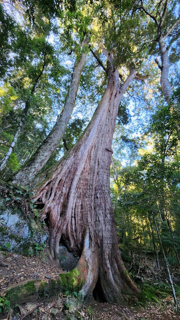 獨上鹿山 見神木