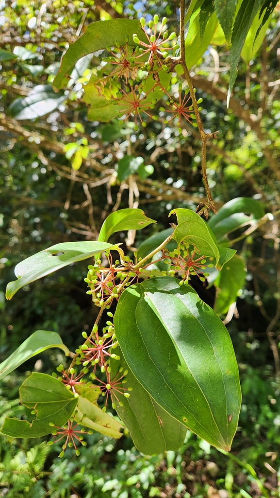 鳥獸蟲魚 花草集