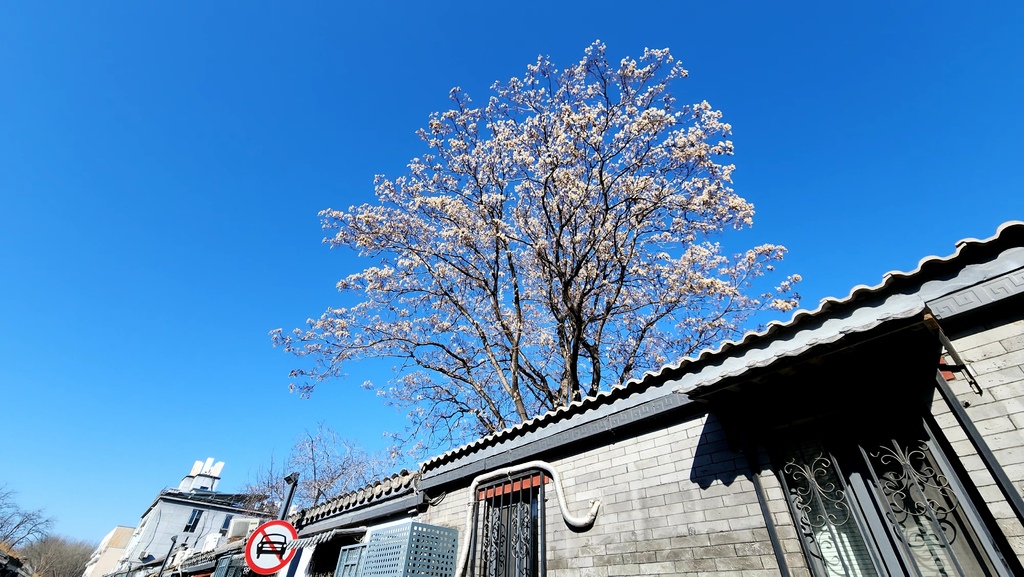 冬遊北京 迎龍年