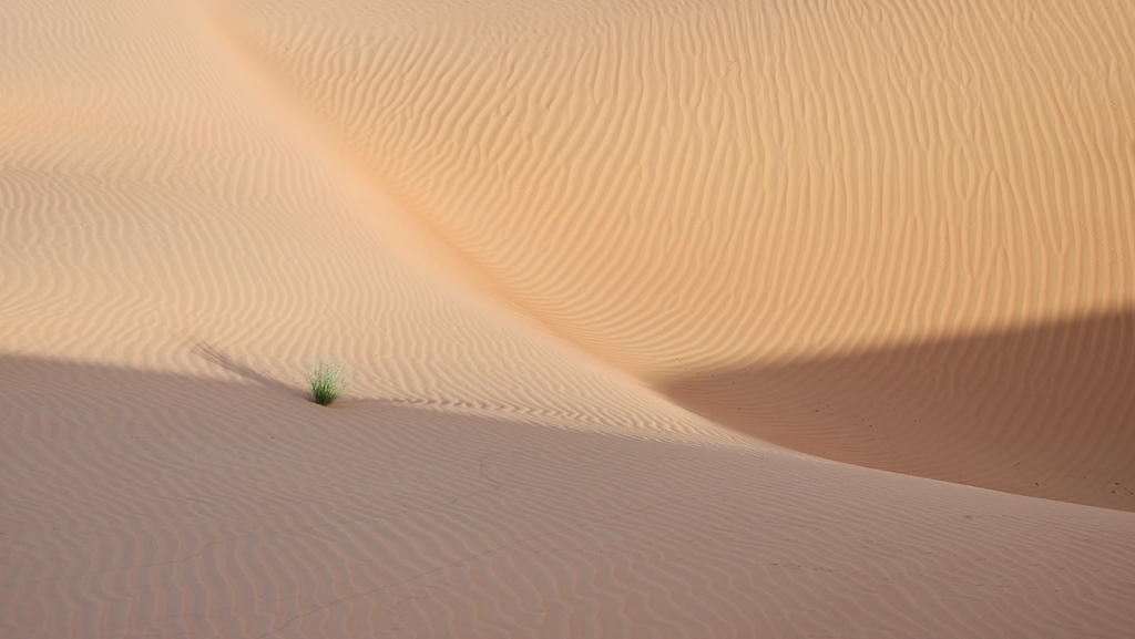 沙丘 駱駝 Wahiba