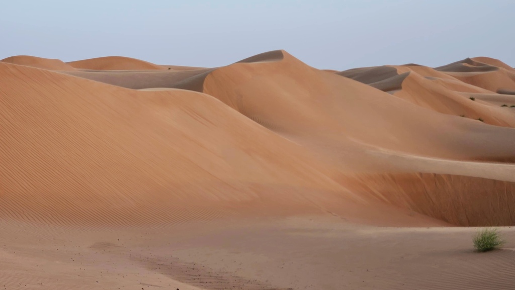 沙丘 駱駝 Wahiba
